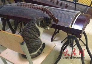 小猫时装爆料视频,小猫时装爆料视频惊艳亮相 第2张 小猫时装爆料视频,小猫时装爆料视频惊艳亮相 第2张