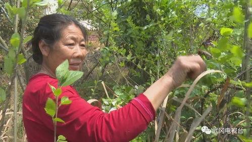 三叶最新爆料,神秘事件背后的惊人真相 第2张 三叶最新爆料,神秘事件背后的惊人真相 第2张