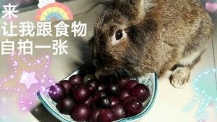 娱乐吃瓜酱 兔 圆 第2张 娱乐吃瓜酱 兔 圆 第2张